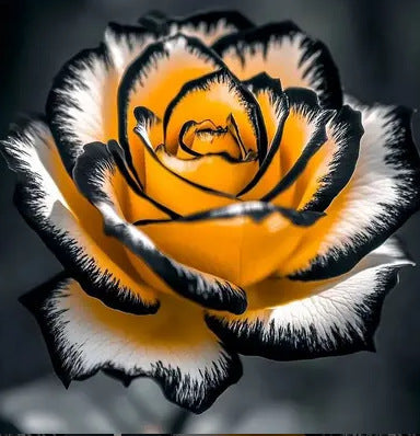 🌹Редки и цветни семена на Moonlight Rose🌈Лесни за засаждане